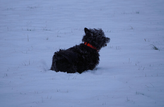 Scottish Terrier im Schnee