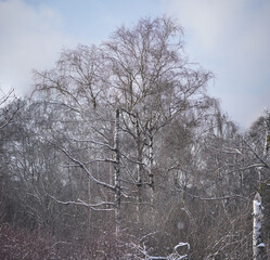 Winterspaziergang um den Seehamer See