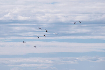 A flock of pigeons in a blue sky with clouds