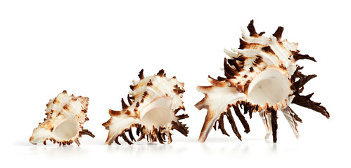 Murex Shell Trio. Clipping path is included.