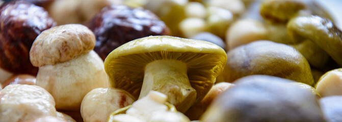 Fresh porcini mushrooms collected in the forest for cooking.
