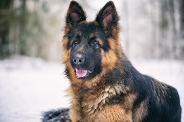 A good-natured German Long-haired Shepherd dog lies on the snow in the forest in winter.