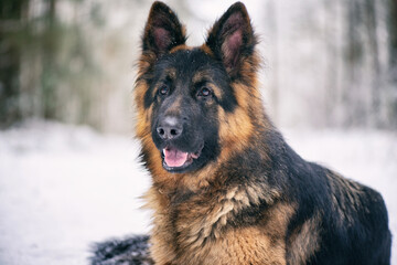 A good-natured German Long-haired Shepherd dog lies on the snow in the forest in winter.