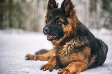 A good-natured German Long-haired Shepherd dog lies on the snow in the forest in winter.