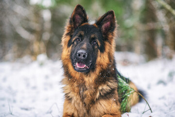 A good-natured German Long-haired Shepherd dog lies on the snow in the forest in winter.