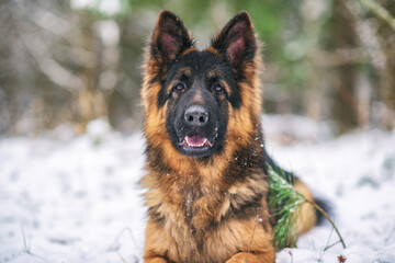 A good-natured German Long-haired Shepherd dog lies on the snow in the forest in winter.