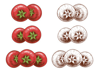 Set of tomatoes. Piles of tomatoes in twos and threes. Colored and outlined. In the style of a pencil drawing or engraving. Isolated on a white background