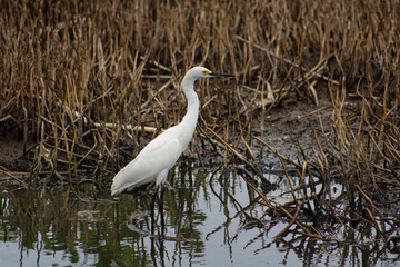 Fototapeta premium Guadeloupe, grande aigrette 