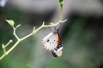 butterfly on leaf