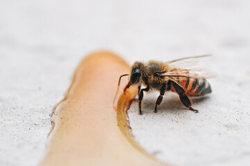macro of a bee eating honey