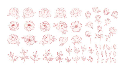 Hand drawn line art peony flowers collection isolated on white background. Set of pink peonies, buds, branches and leaves for decorative design and romantic arts. Botanical elegant elements