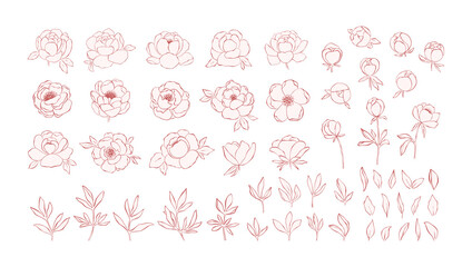 Hand drawn line art peony flowers collection isolated on white background. Set of pink peonies, buds, branches and leaves for decorative design and romantic arts. Botanical elegant elements © simpleblues