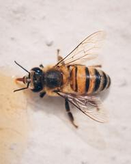 macro of a bee eating honey