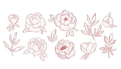Hand drawn line art peony flowers collection isolated on white background. Set of pink peonies, buds, branches and leaves for decorative design and romantic arts. Botanical elegant elements