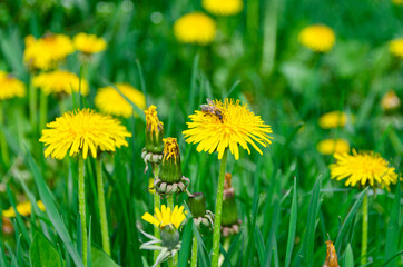 Background. Spring green lawn with yellow dandelion flowers. Spring