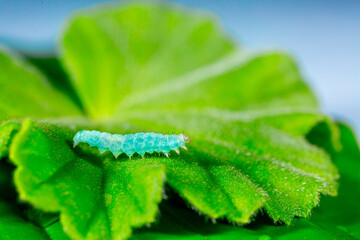 Green Caterpillar crawling over the leaves and eating vegetables. Parasites in agriculture devour herbal food. Dysenfection and insecticides. Caterpillar butterfly cabbage. Close-up
