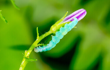 A green caterpillar crawls through the leaves and eats flowers of berries and vegetables. Parasites in agriculture devour plant foods. Dysenfection and insecticides. Caterpillar in gardening. Close-up