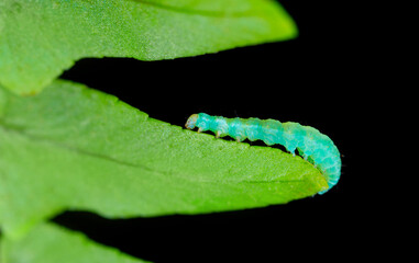 Green Caterpillar crawling over the leaves and eating vegetables. Parasites in agriculture devour herbal food. Dysenfection and insecticides. Caterpillar butterfly cabbage. Close-up