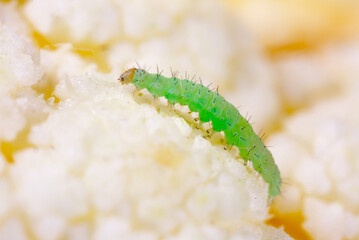 Green Caterpillar crawling over the leaves and eating vegetables. Parasites in agriculture devour herbal food. Dysenfection and insecticides. Caterpillar butterfly cabbage. Close-up