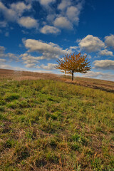Herbstliche Wiese mit Kirschbaum