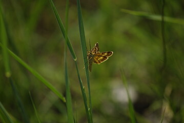 butterfly that sits on the grass 