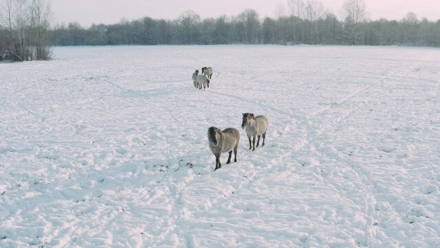 Wild tarpans walk the field in winter. Against the background of the forest and field.