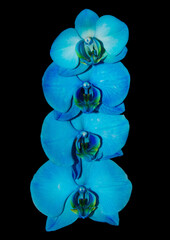 blue orchid on a black background