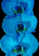 blue orchid on a black background