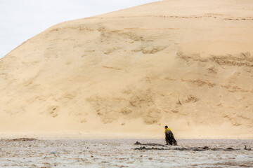 Recolector de alga en playa de la Bahía de Paracas Ica-Peru