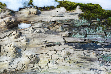 Winter frost in the forest