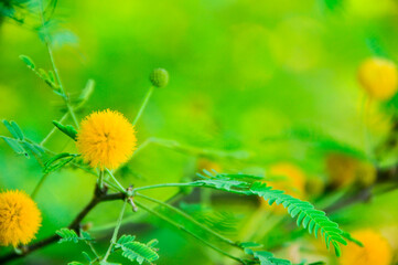 flower on green background