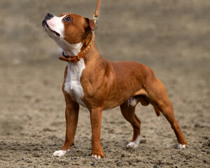 Staffordshire Bull Terrier