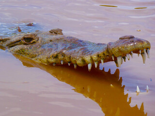 crocodile in the river