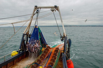Fototapeta na wymiar A trawler hauls its trawl net cod end aboard, with a full catch