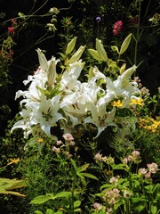Oriental lily pure-white flowers (Oriental Lilium 'Casa Blanca' variety) growing in the garden 