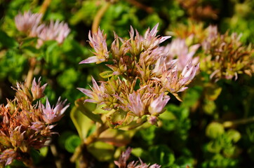 Naklejka na ściany i meble Sedum false,Sedum spurium Purpurea. Decorative garden plant with pink flowers