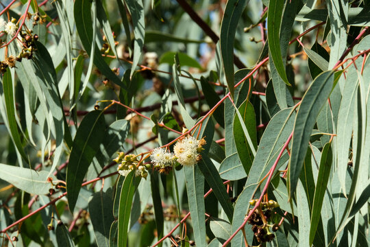 Flowering of Eucalyptus globular (Latin - Eucalyptus globulus Labill)