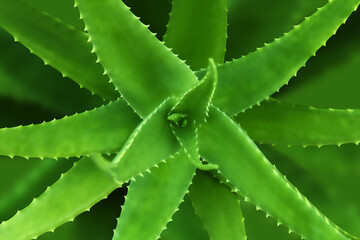 Aloe Vera leaf nature, Aloe Vera herb, Aloe Vera in top view