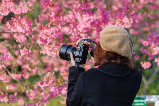 A young woman traveling and taking pictures of beautiful pink cherry blossom Sakura in winter. A young photographer travels and captures the pink cherry blossom that only blooms once a year.