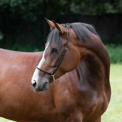 Obraz premium Portrait of a beautiful chestnut horse looks back on natural green summer background, head closeup