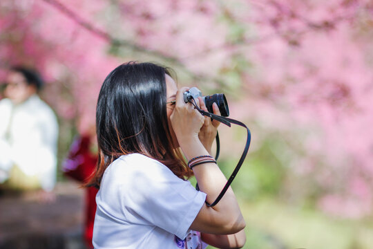 Blur image A young woman traveling and taking pictures of beautiful pink cherry blossom Sakura in winter. A young photographer travels and captures the pink cherry blossom that only blooms once a year