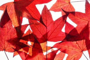 Heap of red autumn liquidambar leaves, maple foliage background