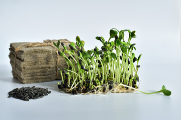 Sunflowers seeds and microgreen, packs of linen mats on white background. natural base for growing plants.Vitamins on windowsill. Vegan and healthy superfood .Spring avitaminosis