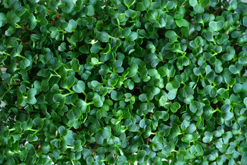 microgreen Foliage Background. Close-up of radish microgreens.Vitamins on windowsill. Vegan and...