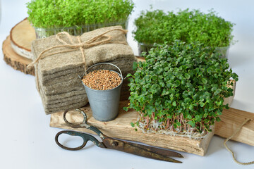 radish seeds and microgreen, packs of linen mats, old scissors on white background. natural base for growing plants.Vitamins on windowsill. Vegan and healthy superfood .Spring avitaminosis