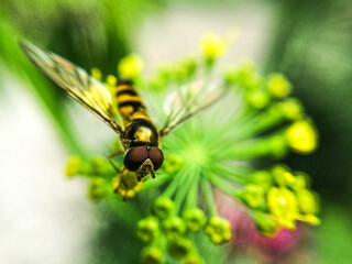 macro of a fly