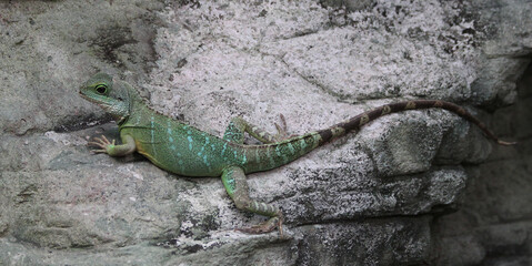 Grüne Wasseragame - Chinese water dragon