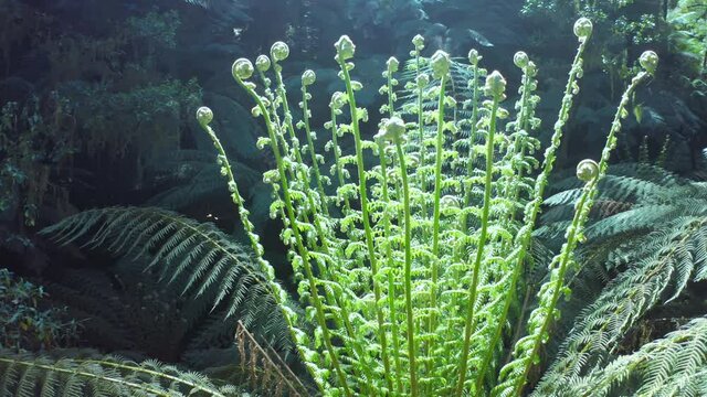 Sun light shines on fern leaves in tropical lush forest. Green nature 4k video
