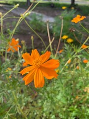 orange flower in the garden