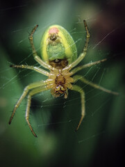 spider on a web
